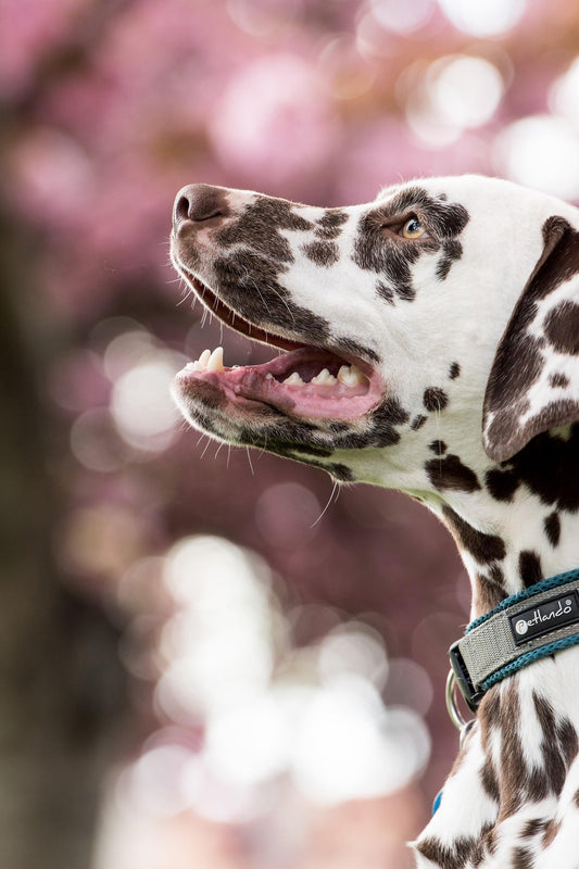 How to Make Your Dog Live a Happy Life: The Ultimate Guide Every Dog Parent Should Read
