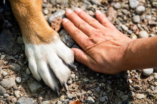 How Dogs Connect Us: The Unexpected Ways My Dog Changed My Social Life