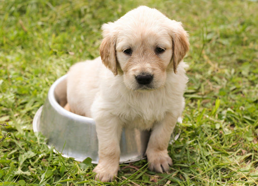 The TRUTH About Your Dog’s Bowl (And Why It Could Be the Difference Between a Healthy Pup and a Sick One)
