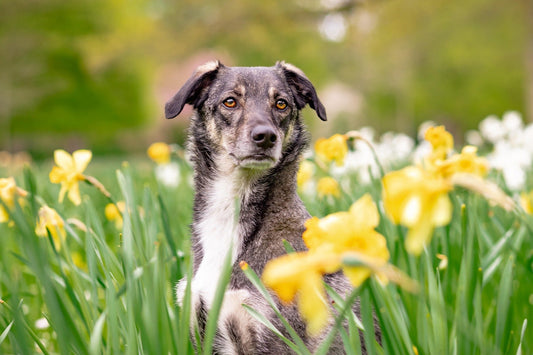 Daily Dog Routines That Keep Them Healthy, Stimulated, and Loving Life