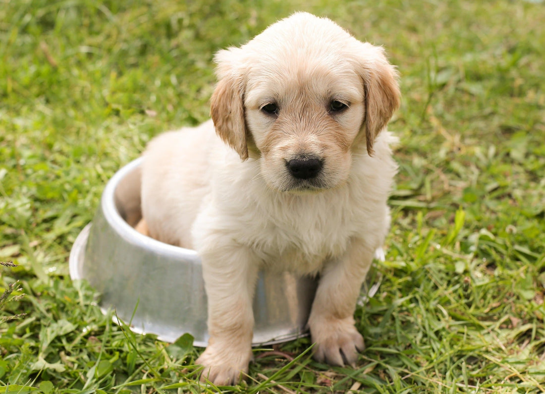 The TRUTH About Your Dog’s Bowl (And Why It Could Be the Difference Between a Healthy Pup and a Sick One)