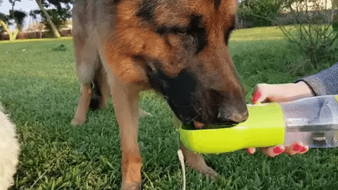 LunaGo™ Portable Dog Water Bottle & Treat Carrier - Shop 4 pawz
